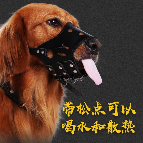 狗狗用嘴套與止吠器全解析｜防亂吃、圍叫、真愛護
